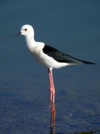 Mall of the Emirates Jogging Pond